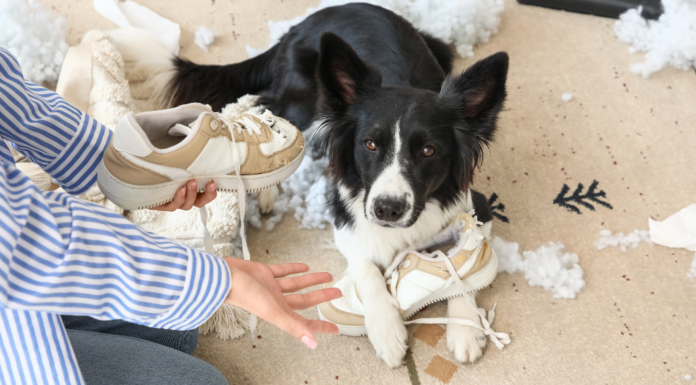 A dog chewing on a shoe.