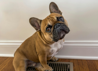 A French bulldog.