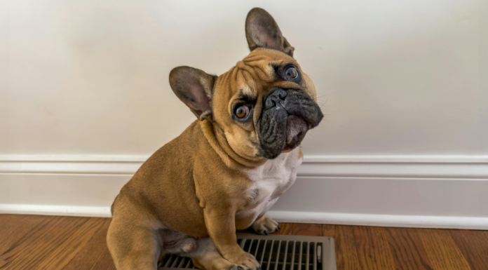 A French bulldog.